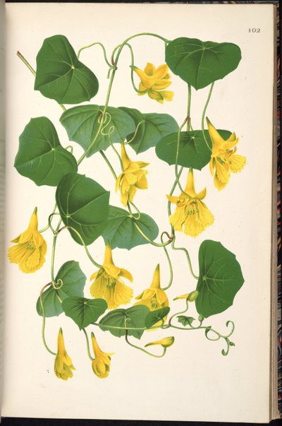 Tropaeolum pendulum da Klotzsch